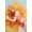 Sword Art Online PVC Statue 1/6 Asuna Vacation Mood  - 26 cm